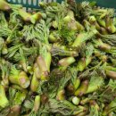 새순1농장 이미지