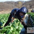 근혜농장 Daum카페