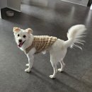 휘게 펫케어 이미지