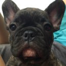 Jena house 이미지