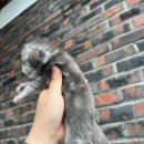 블루나쿤(BLUNACOON) 이미지