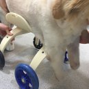 네 다리를 잃은 개를 위한 3D 프린팅 휠체어와 의족 제작 프로젝트 이미지