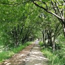 황구지천 자전거길(하천) 이미지