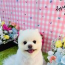 보람애견미용 이미지