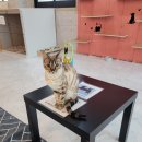 냥린이네 이미지