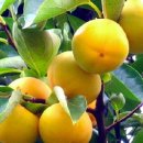 영인농장 이미지