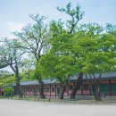 회화나무 네이버블로그
