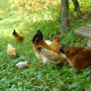 우체국 이팝나무 이미지