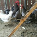 원이농장 이미지