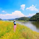 6월14일 계실마을 라벤다.미르섬마늘꽃.유구색동수국 이미지