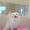 반려담 | 강남애견미용 반려담 가위컷 성형수준 리얼후기