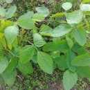 자생초농장 이미지