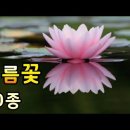 여름꽃 종류 아름다운 여름꽃과 꽃말 (50종)Beautiful summer flowers 여름에 피는 꽃 알아보기 이미지