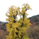 2025년 용문산 단풍 이미지