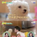 똥강아지네 이미지