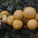 갈황색미치광이버섯 이미지