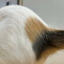 고양이미용호텔_미야옹 이미지