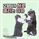 볼 때리는 집 이미지