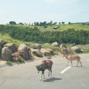 ㆍ── 벳푸 아프리칸 사파리(アフリカンサファリ) 이미지