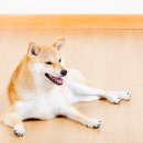 꼬순내 이미지