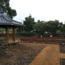 제주 도련동 귤나무류 이미지