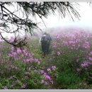 꽃길따라 이미지