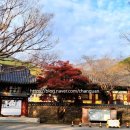 들에핀 매화 이미지