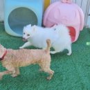 독스호텔리어 이미지