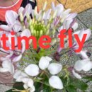 For delay dementia 1,015 Start english 이미지
