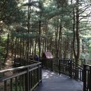 호암산잣나무산림욕장 네이버블로그