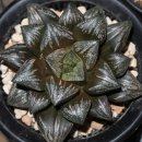 하월시아 - Haworthia splendens hyb White Wolf, Haworthia Splendens Hybrid 'black swallowtail butterfly' .........48. 이미지