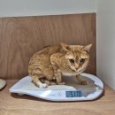 새롬동물병원 이미지