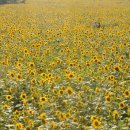 해바라기-청춘(1) 이미지