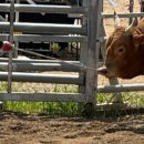 달성축산동물병원 이미지