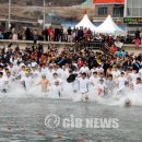 거제도국제펭귄수영축제 이미지