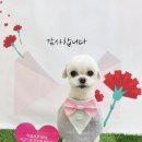 구미산동 애견미용 눈부시개 네이버블로그