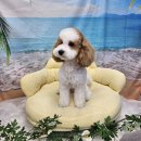 혁신애견미용 이미지