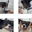 엔지알(ngr) | [통영카페] 강아지 동반 가.능.한 NGR(엔지알)｜멍푸치노 맛집 리뷰🐶☕