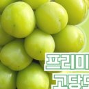 성샤인 이미지