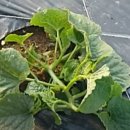 배순농장 이미지