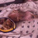 24시 더나은 동물메디컬 센터 이미지