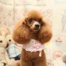 포포퍼피 이미지