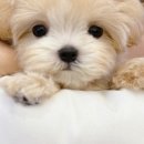 부산강아지분양 퍼피몰리 | 건강한 강아지 부산말티푸분양 부산강아지 퍼피몰리