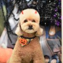 콜라네 펫살롱 이미지