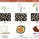 쌀국수나라 네이버블로그