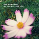 치로리