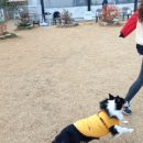 펫클럽 계양점 이미지