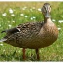 복이오리 이미지