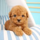 도그마루 강아지고양이 서초강남점 이미지