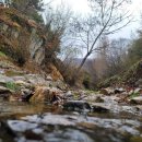 The 산수유 이미지